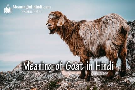 goat meaning in hindi